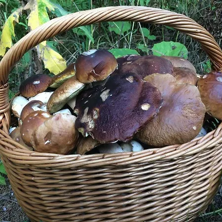 Waldhuette Glueck Auf *