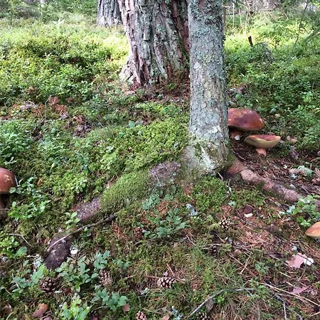 Waldhuette Glueck Auf Casa vacanze