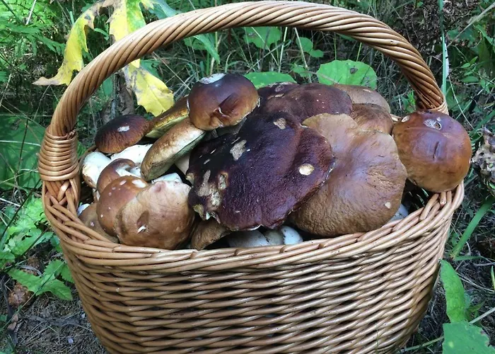 Waldhuette Glueck Auf *