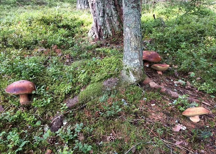 Waldhuette Glueck Auf Dom wakacyjny